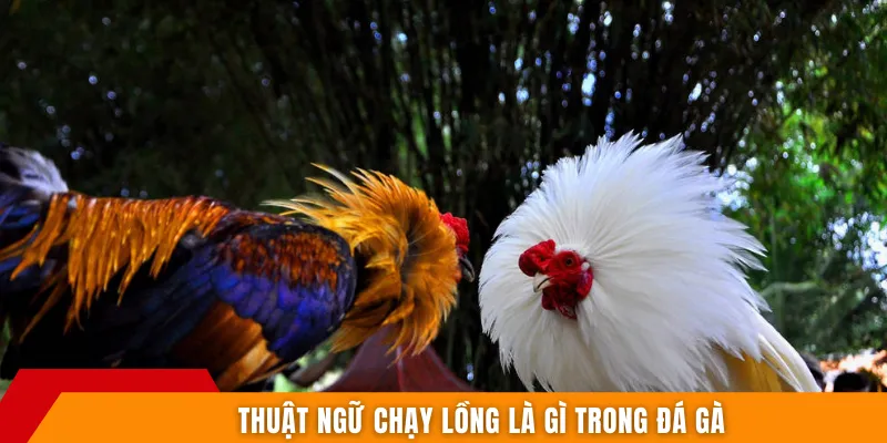 Thuật ngữ chạy lồng là gì trong đá gà